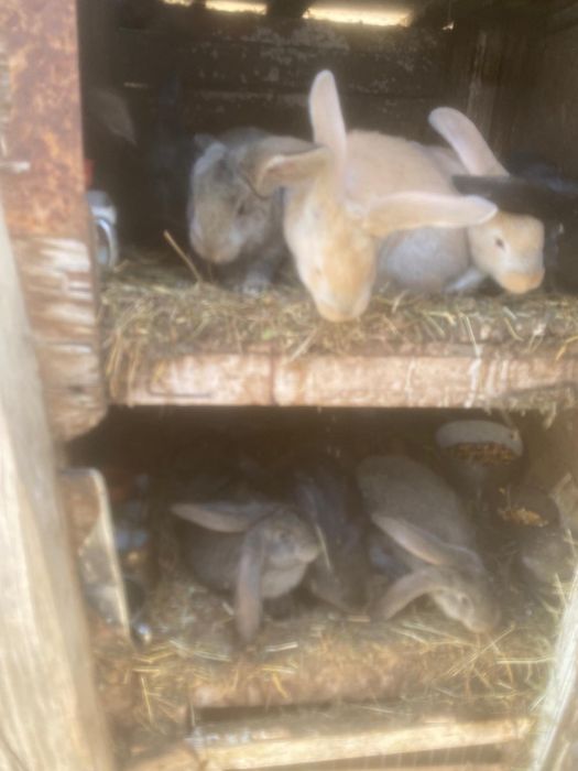 Vand pui de iepure metis urias de transilv. cu berbec german