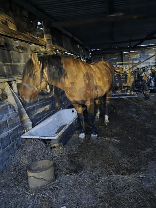 8 жасар айгыр сатылады