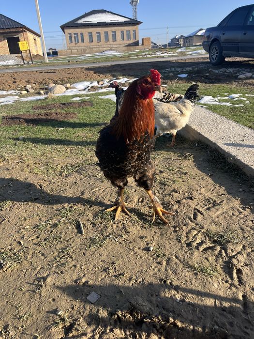 Қораз сатылады Петух