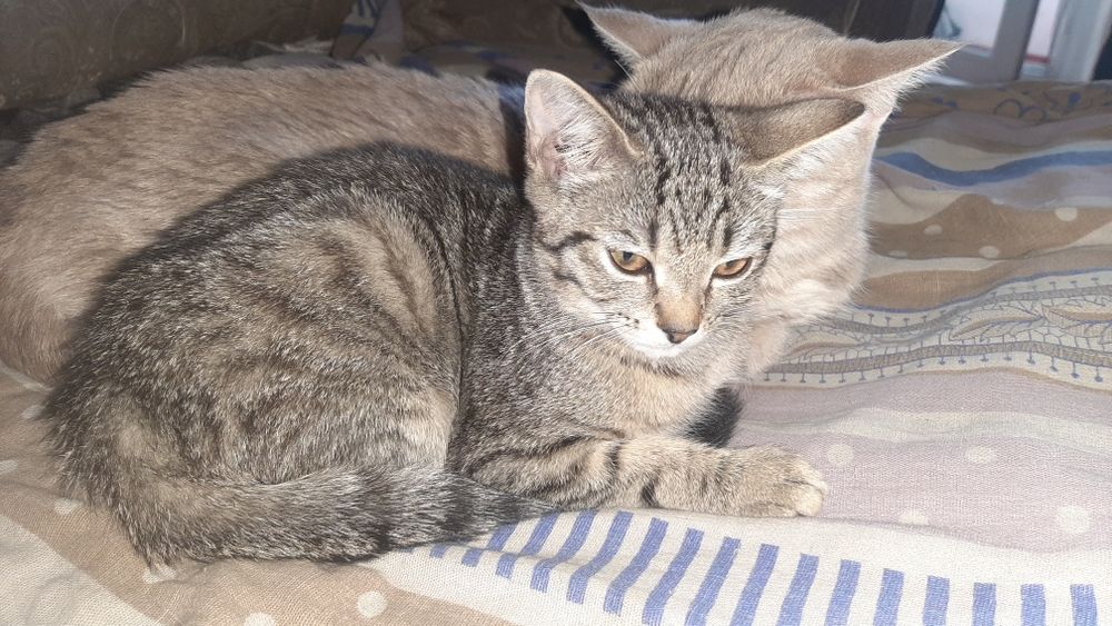 котёнок  бесплатно