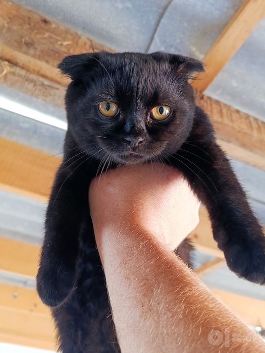 Продаётся кот скоттиш-фол