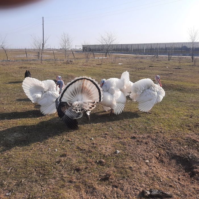 Түйе тауық сатылады