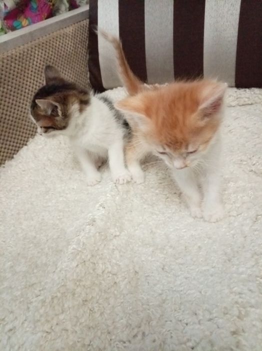 Котята 1,5 мес, мальчики