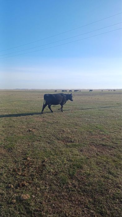 Корова дойная с теленком