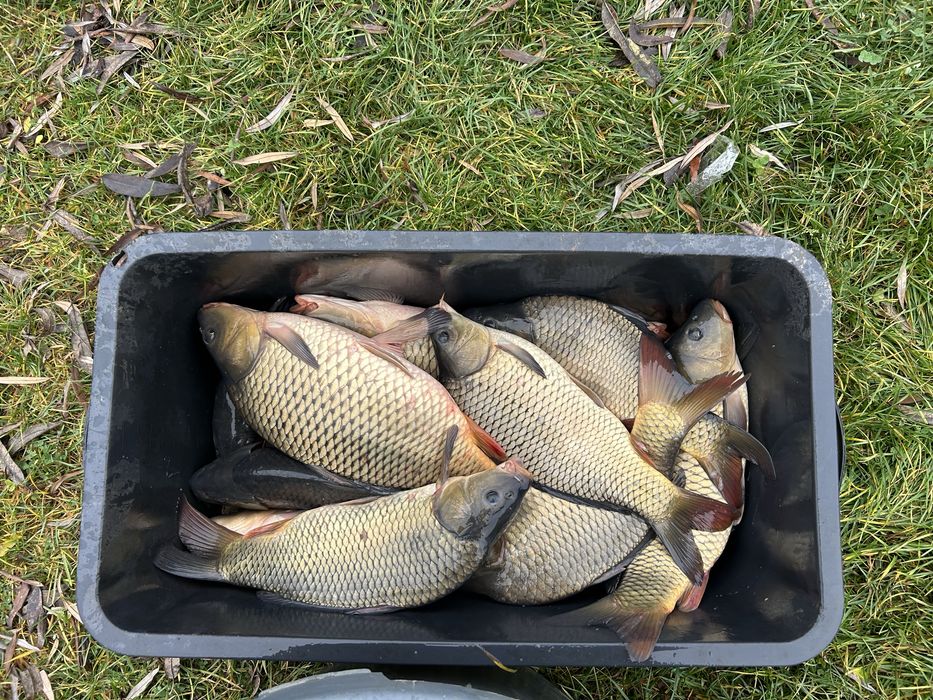 Crap de vanzare 1-2 kg