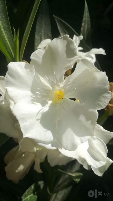 Олеандр белый, полумахровый (Nerium oleander) — 70 см