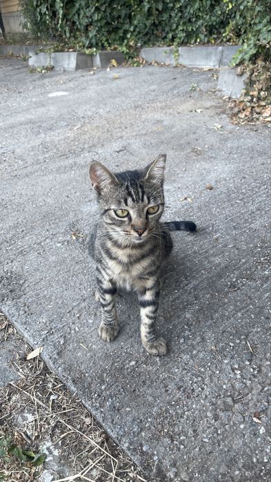 Pui de pisicuta sterilizat