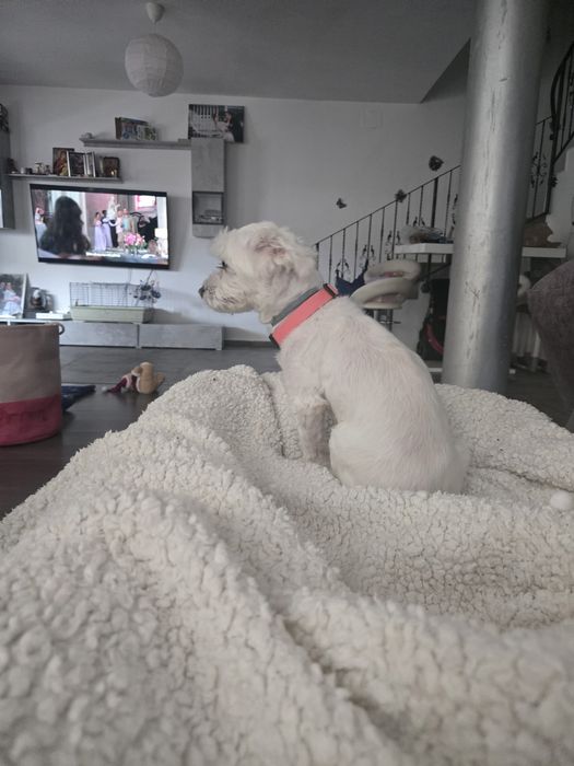 Petsitting si daycare