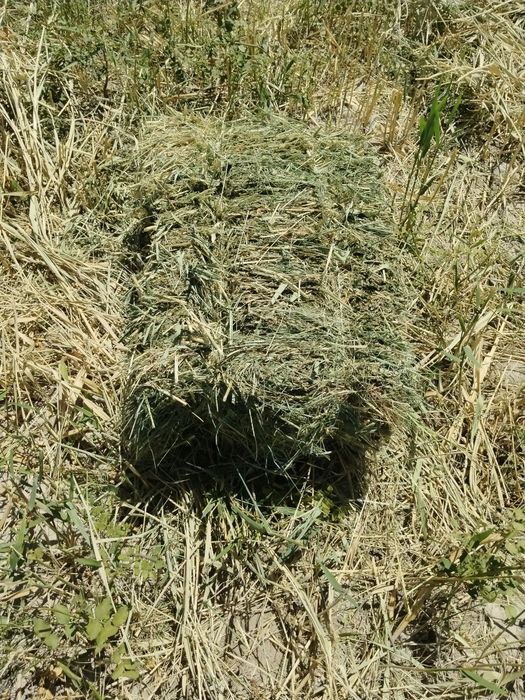 Жоңышқа шөп сатылады