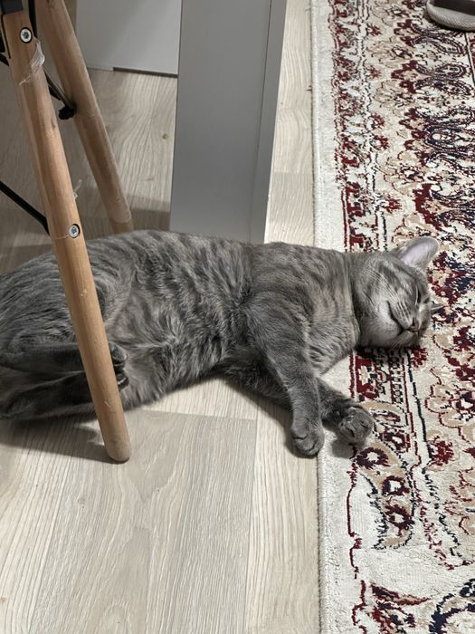 Кошки,Мысық тәртіпті