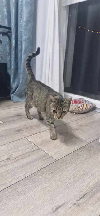 Adoptie urgenta pisica