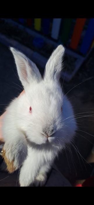 Продам крольчат помесь