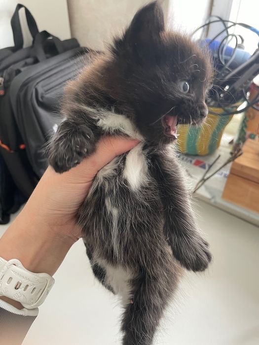 Отдам котят бесплатно