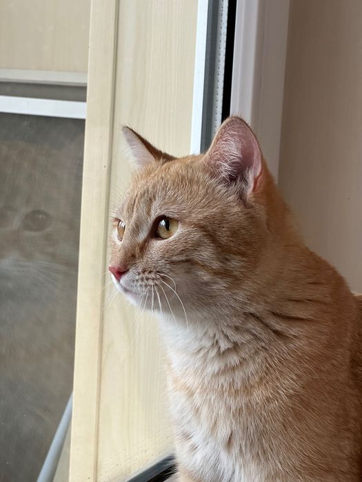 Отдам кота бесплатно