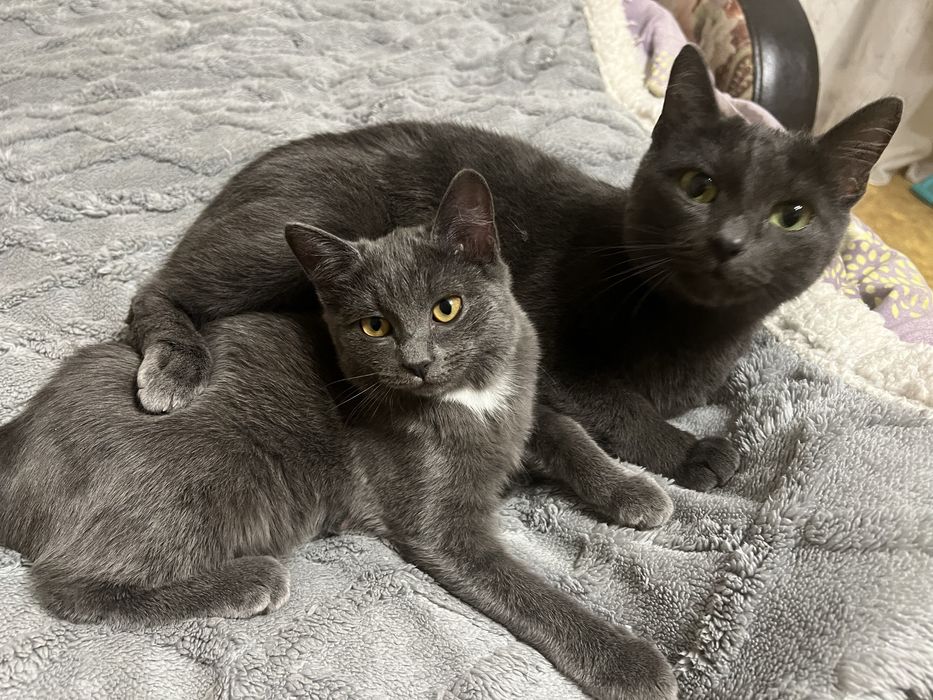 Отдам кошечку бесплатно