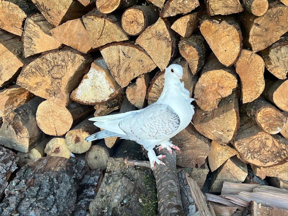 Porumbei misirli / satineti