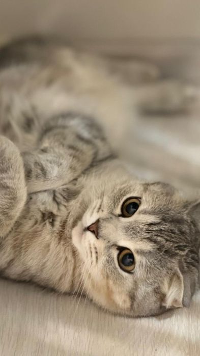 Кошка вислоухие Чистая