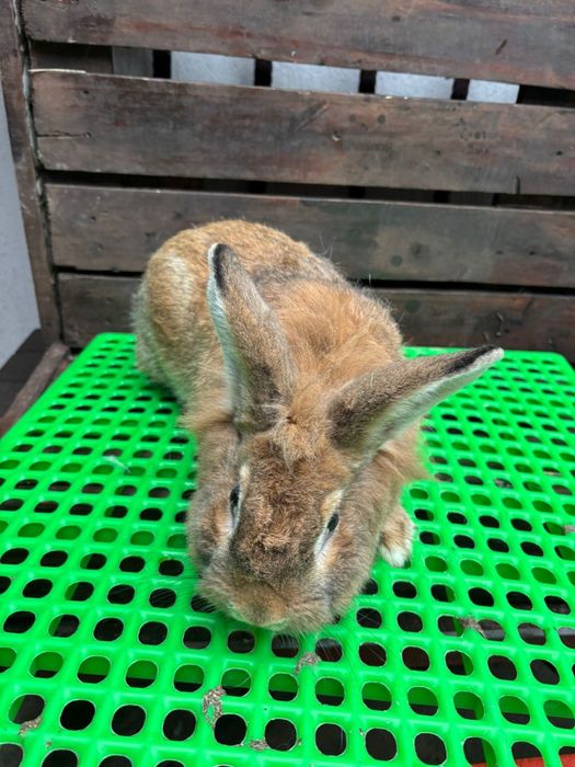 Mascul tânăr de reproducere