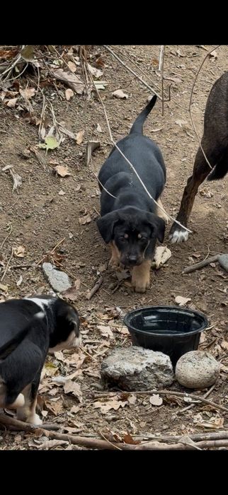 Щеночки бесплатно