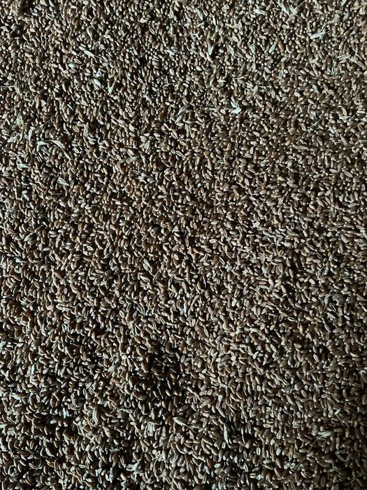Grau si triticale de vanzare