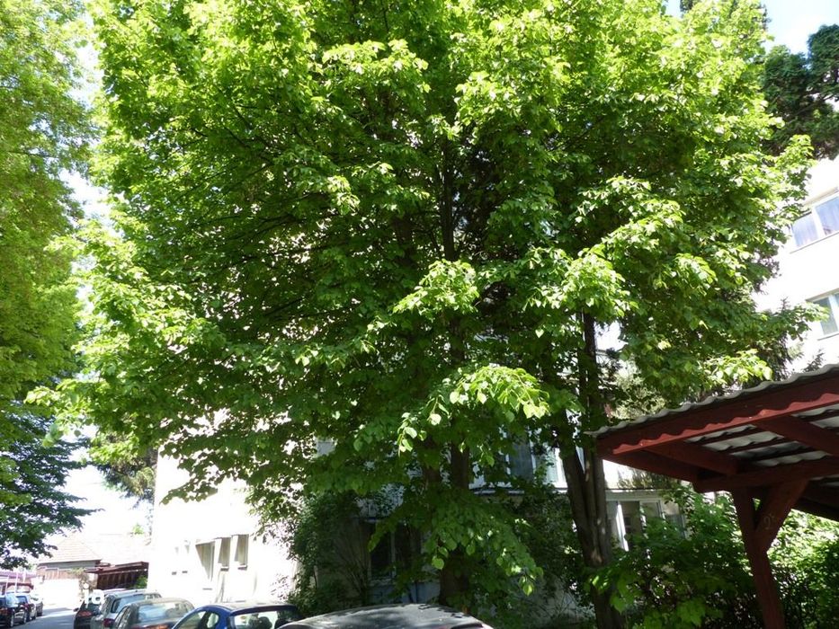 De vanzare apartament cu 3 camere, Tg. Mures, Zona Budai