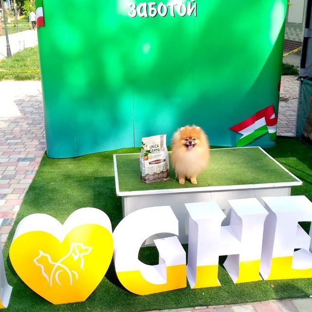 Вязка Померанский клубный шпиц  FCI