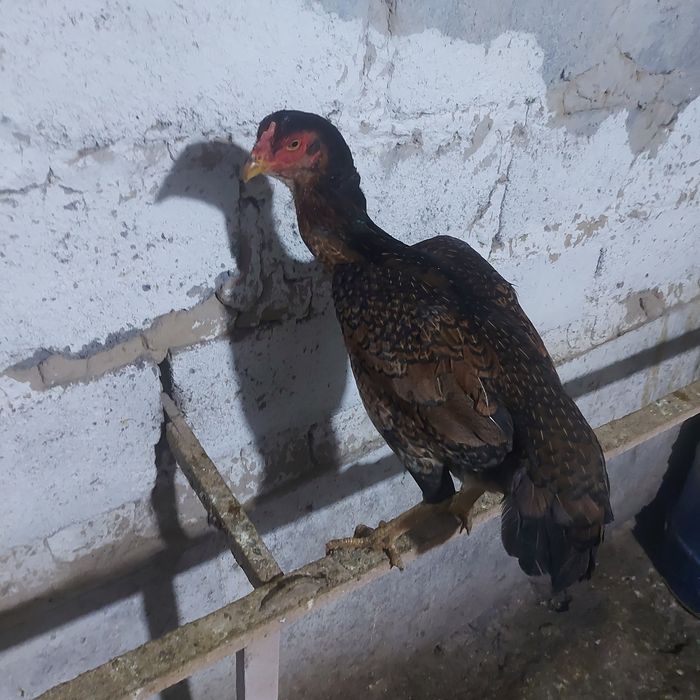 Корейц курочка 1.5год крупный