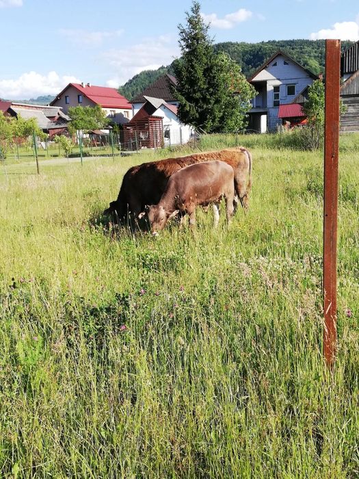 Vitei de Vanzare