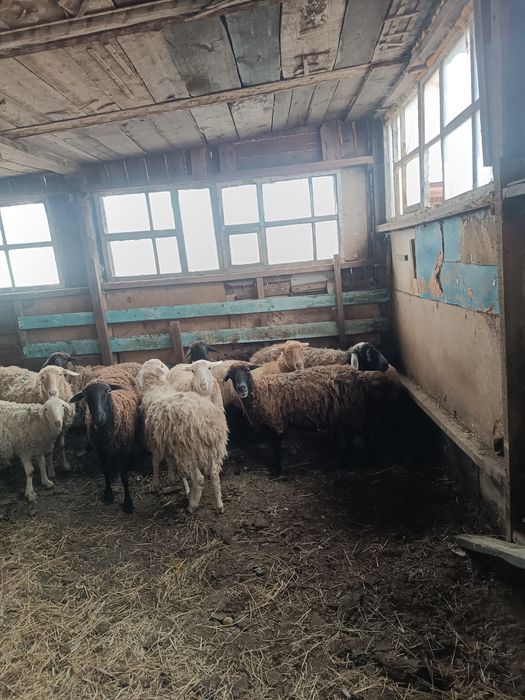 продам баранов 11 голов