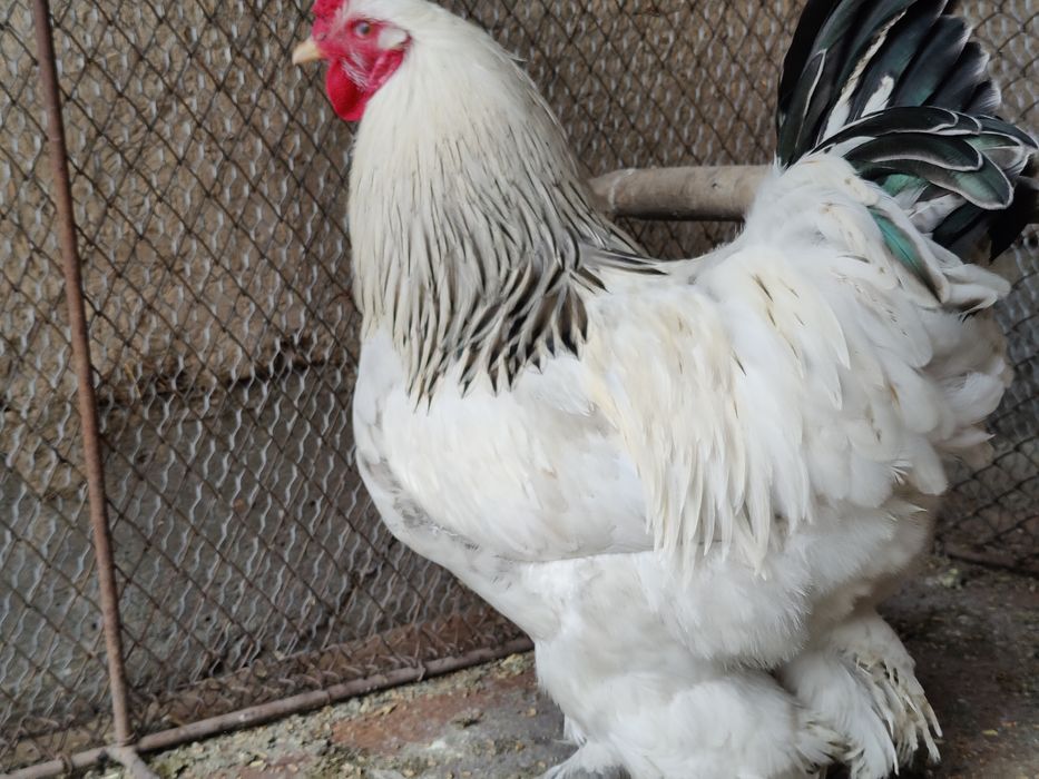 Қораз брама - петух брама