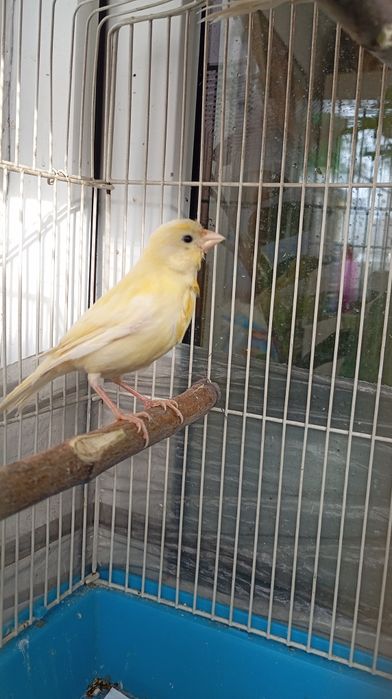 Продам Канарейку