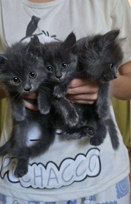 КОТЯТА редкого окраса!
