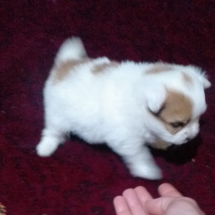 Готовится к продаже шпиц