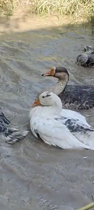 Bir para sariq gʻozlar sotiladi