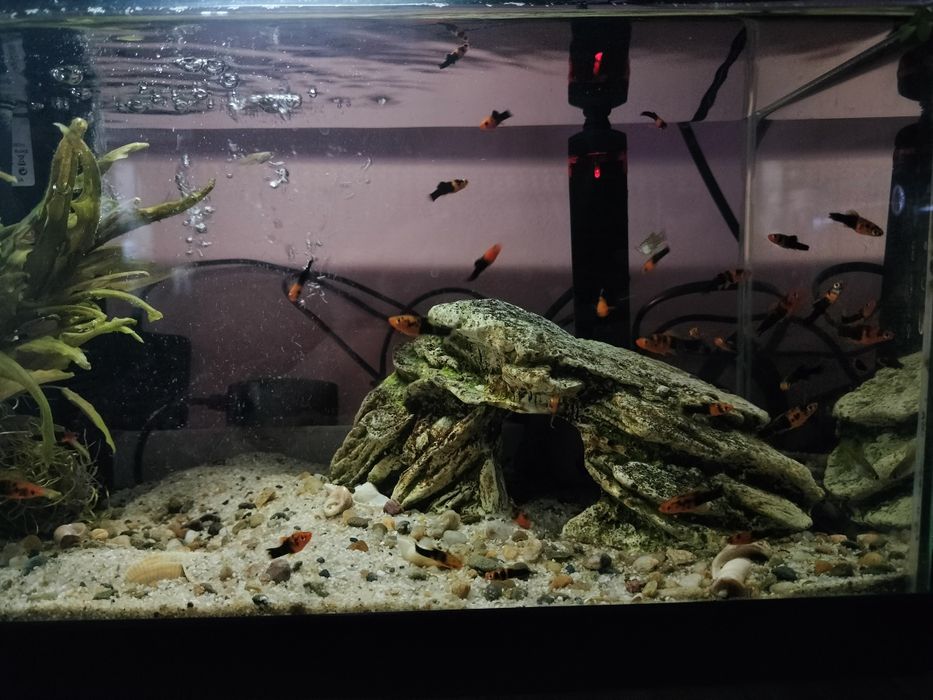 Vând pești xifo, masculi,femele adulți.