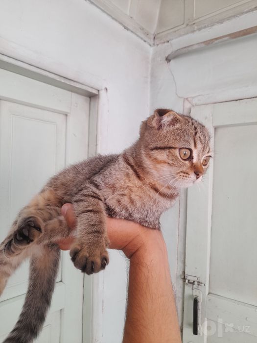 Scottish Fold tozasi, ~4-5 oylik