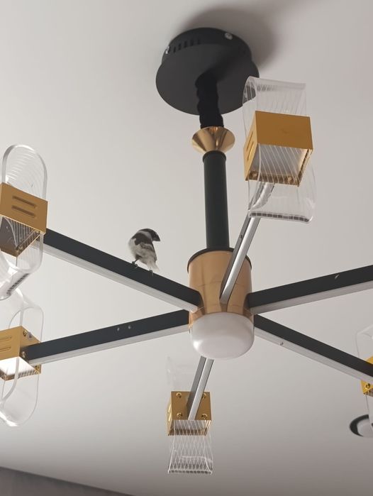 Японские амадин .