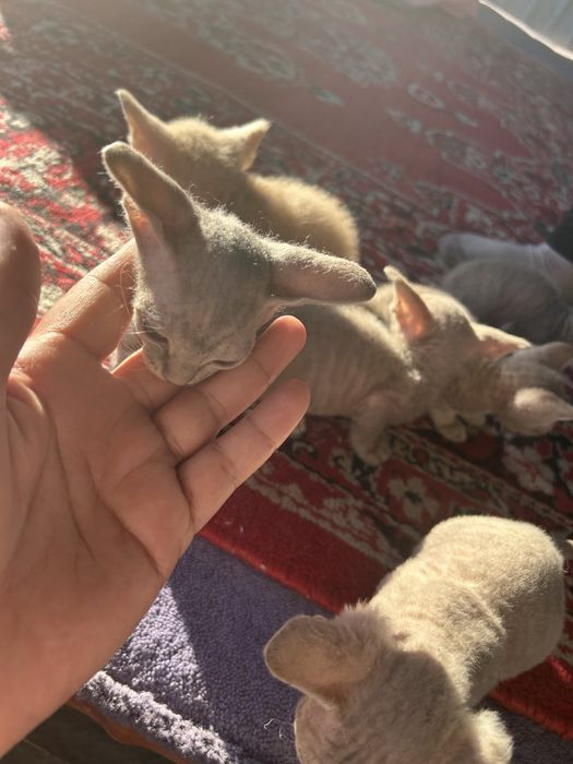 Котята 1,5 месяцев