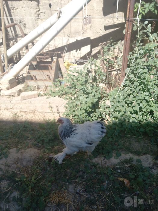 Товуклар (Брама) 7 ойлик