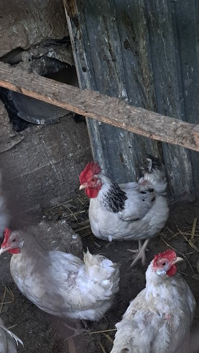 Адлер тауығы сатылады