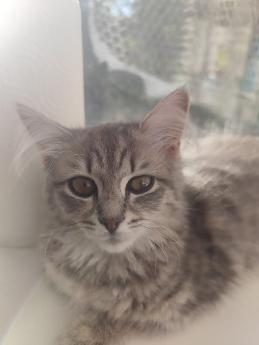 Кошечка домашняя
