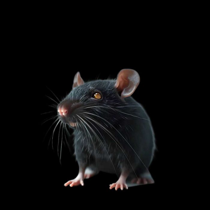 Крыс мышей Дезинфекция Dezinfeksiya дезинсекция дератизация