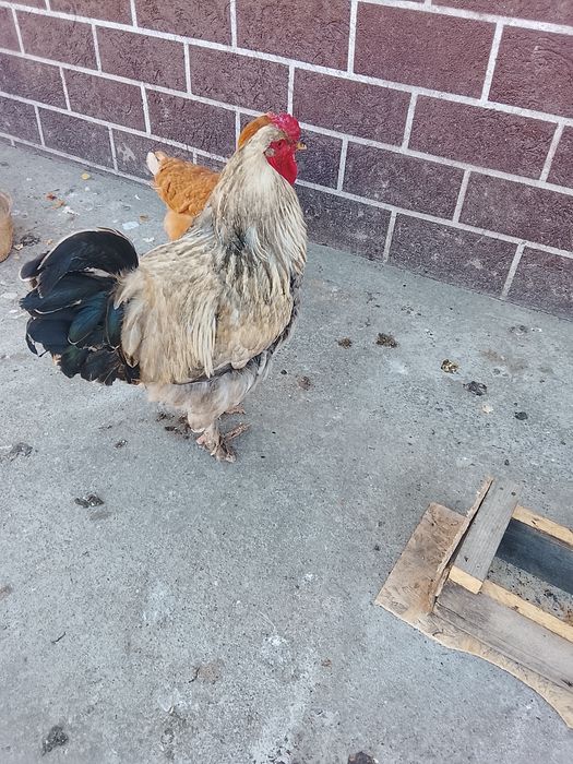 Тауық түрлері қораз