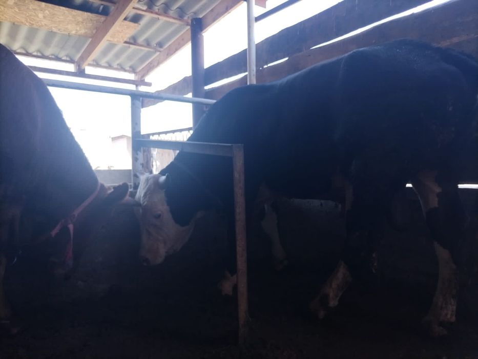 4. Бука сатылады