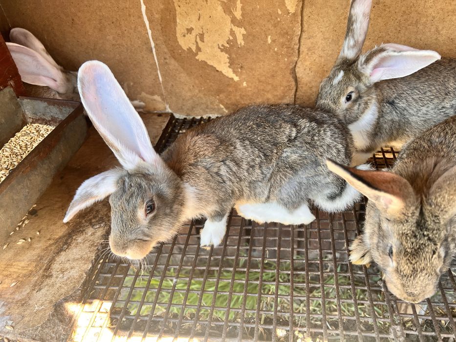Кролики 2 месяца