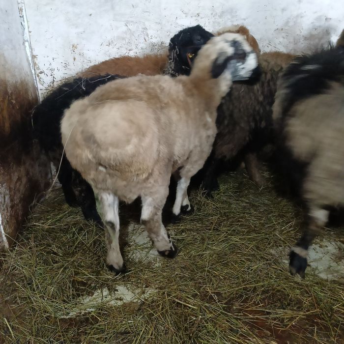 Продам баран жирные