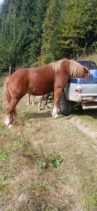 Vând mânză de 4 ani