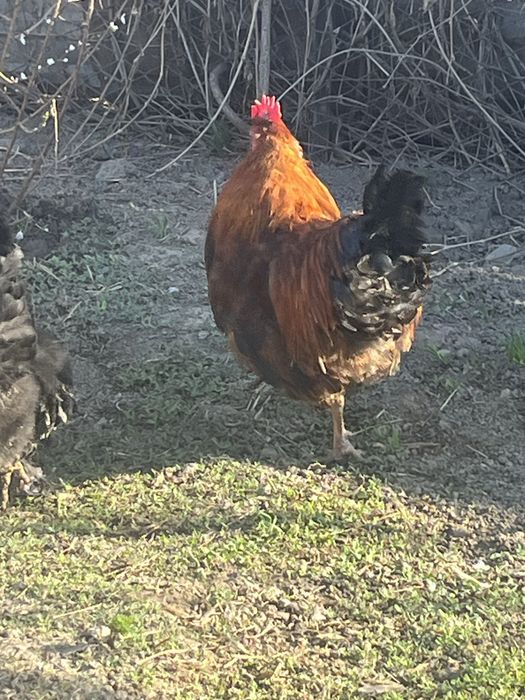 Продам срочно!!!