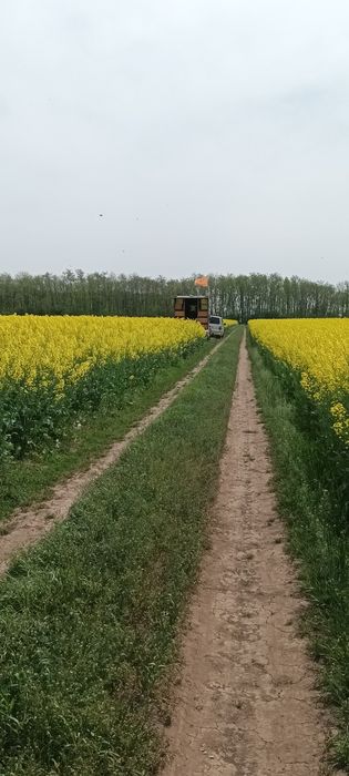 Miere de albine naturală 100%