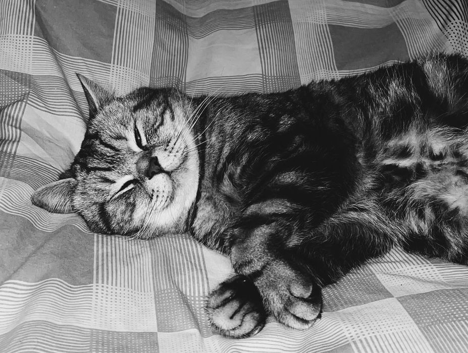 Красивый британец  ищет кошечку!